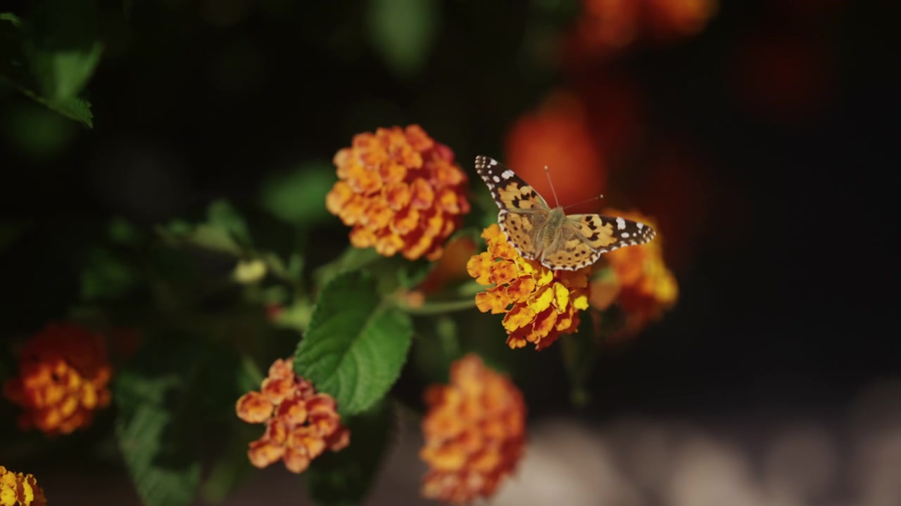 Primo piano di una farfalla che riposa su fiori arancioni brillanti, con una profondità di campo ridotta e una calda atmosfera da giardino estivo.
