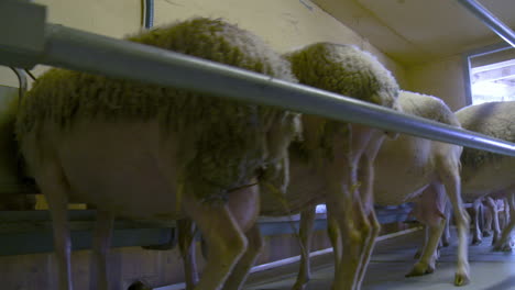 sheep entering the milking cabin