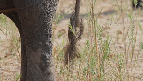 detailed telephoto view of elephant tail with mud and dust caked onto rear feet in tall grass