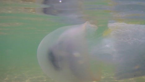 underwater shot of swiming jellyfish