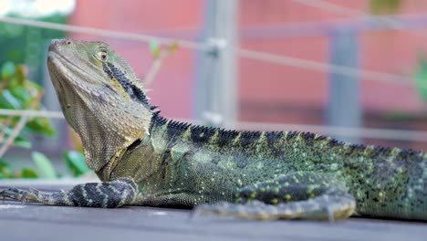 Dragón-De-Agua-De-Australia,-Lagarto-De-Agua-De-Australia-En-Un-Parque-Público-Primer-Plano-Del-Dragón-De-Agua-De-Australia