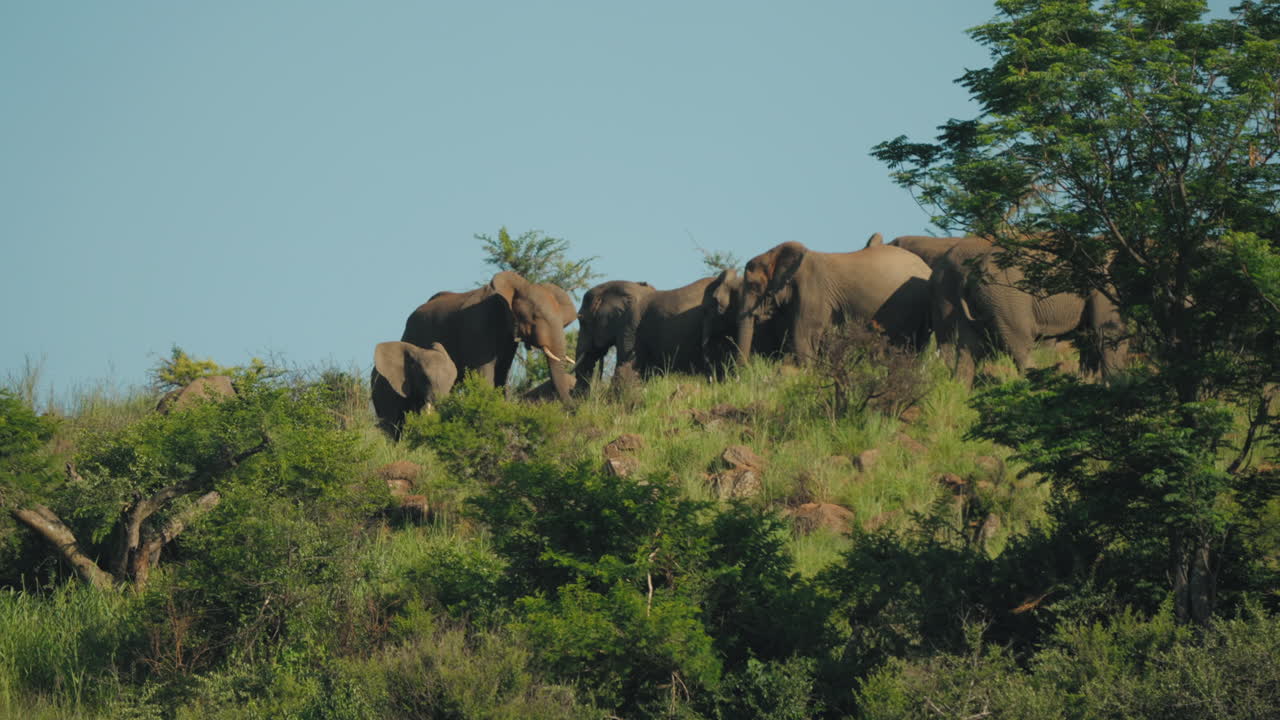 큰 코끼리 무리가 새끼를 데리고 나무로 둘러싸인 푸른 언덕에 모여 활기찬 자연으로 가득 찬 평온한 아프리카 풍경에서 야생동물의 웅장한 아름다움을 보여줍니다.