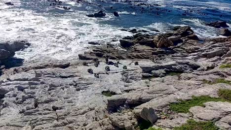 african penguins on rocky shore with waves crashing