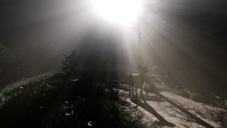 hembra de ciervo en el bosque en la niebla