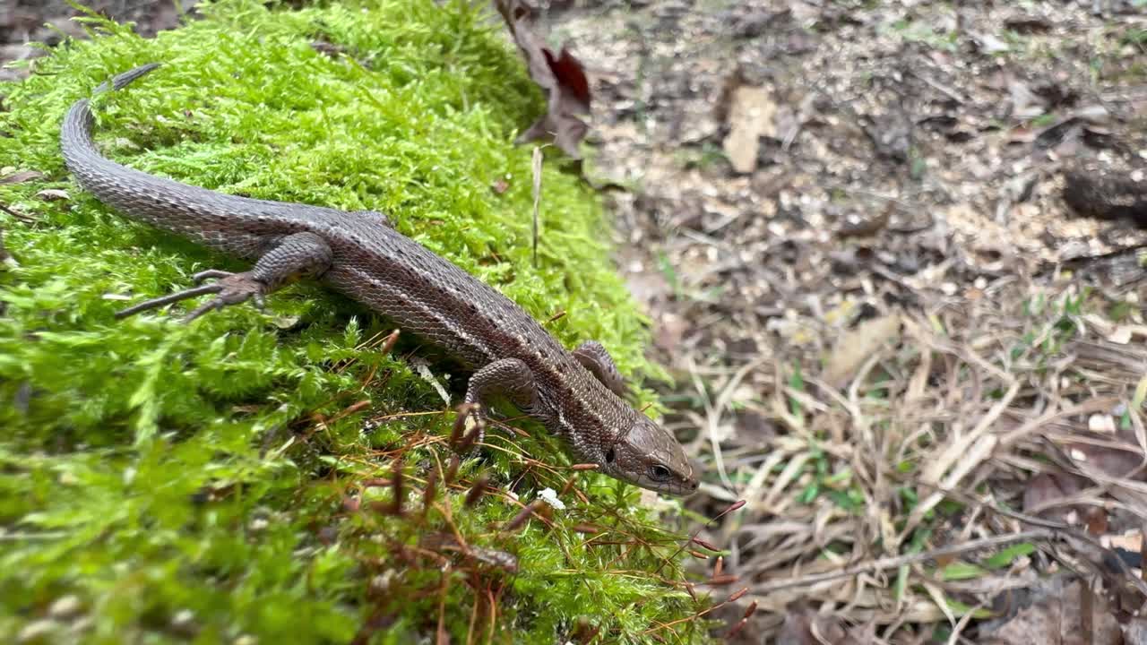 Common lizard (Zootoca vivipara) moving slowly on a mossy tree trunk. Estonia.