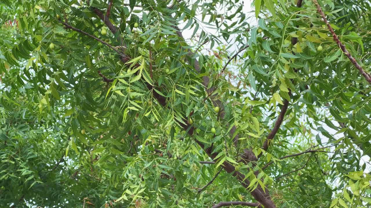 closeup of a neem tree branch shows clusters of small, green, unripe fruits (drupes) alongside the compound leaves