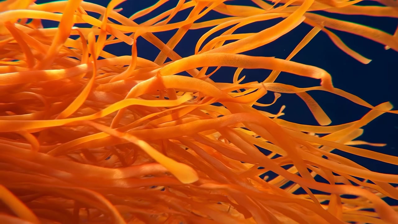 Densi viticci a nastro arancioni riempiono un'ampia scena orizzontale con sovrapposizioni a strati, punte arricciate, texture morbida e un forte movimento diagonale su uno sfondo blu profondo per un audace contrasto astratto.