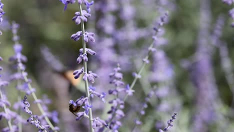 hummingbird hawk moth feeding on lavender flowers