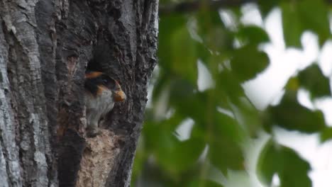 el falconet de muslo negro es una de las aves rapaces más pequeñas que se encuentran en los bosques de algunos países de asia