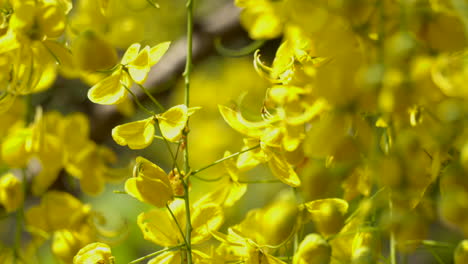 La-Lluvia-Dorada-Flor-Laburnum-Indio-Planta-Kanikonna-