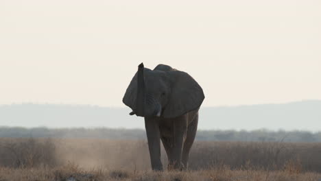 african bush elephant raising trunk while walking over wild savannah