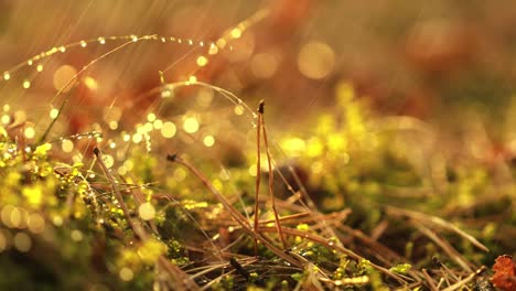 abstract blurred background of summer rain in sunny forest close-up. nature background.