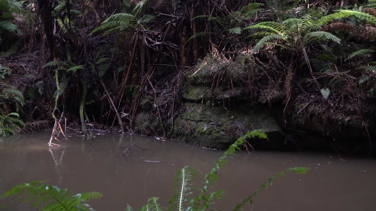 호주 숲의 탁한 강둑