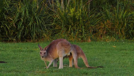 Truppe-östlicher-Grauer-Riesenkängurus,-Die-Weiden-Lassen---Macropus-Giganteus---Queensland,-Australien---Schwenk