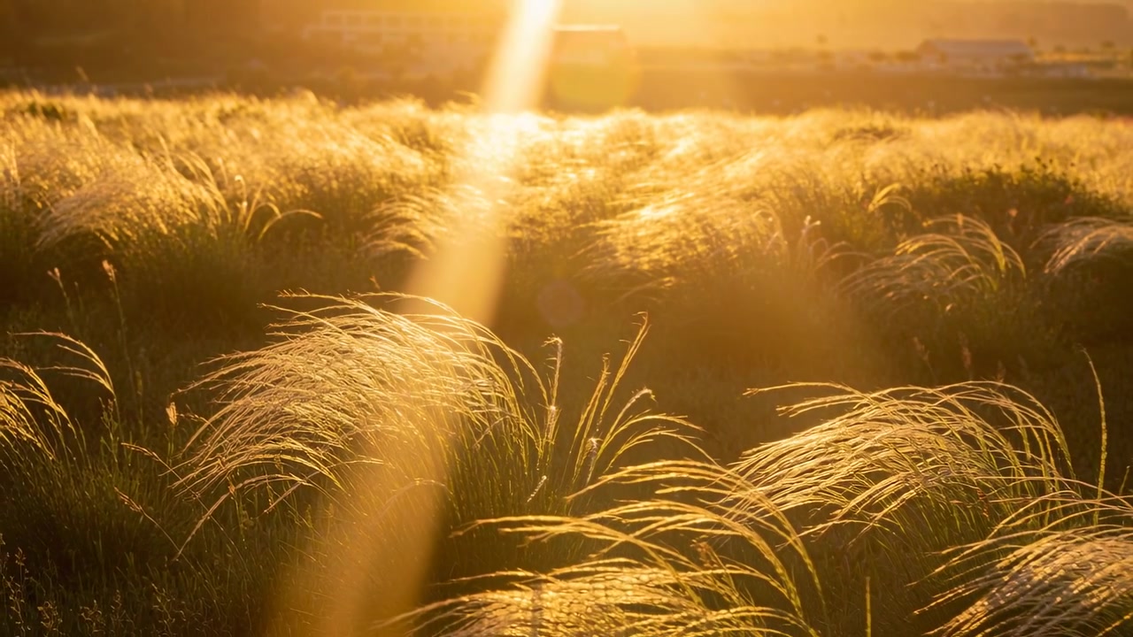 Swaying grasses in warm light in field with distant buildings, sunbeam shifting, breeze stirring