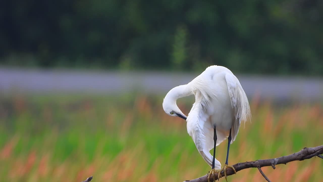 большая цапля на дереве видео в формате uhd mp4 4k