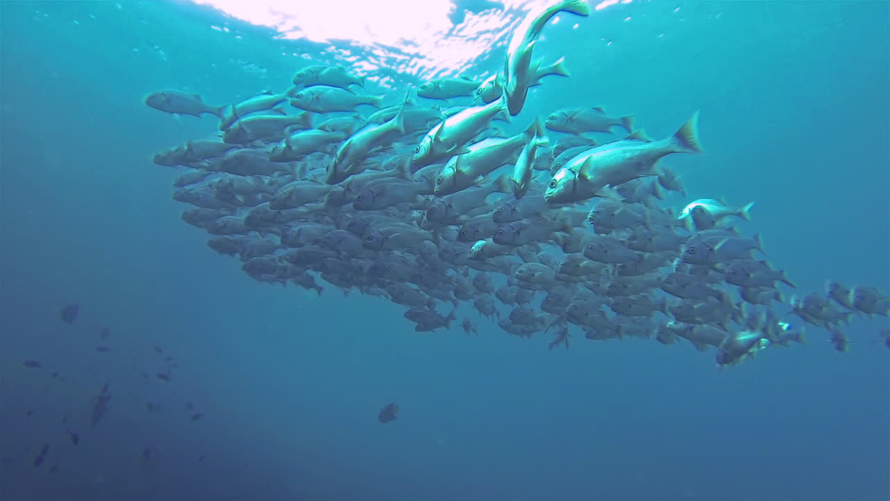 산호초 주위를 헤엄치는 아름다운 물고기의 수중 촬영 1