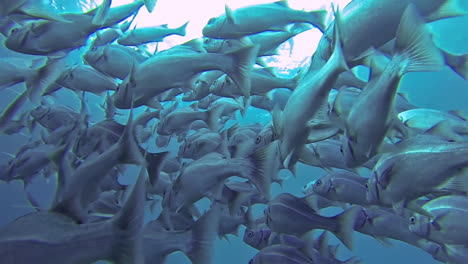 Unterwasseraufnahme-Von-Schönen-Fischen,-Die-Um-Ein-Korallenriff-Schwimmen-1