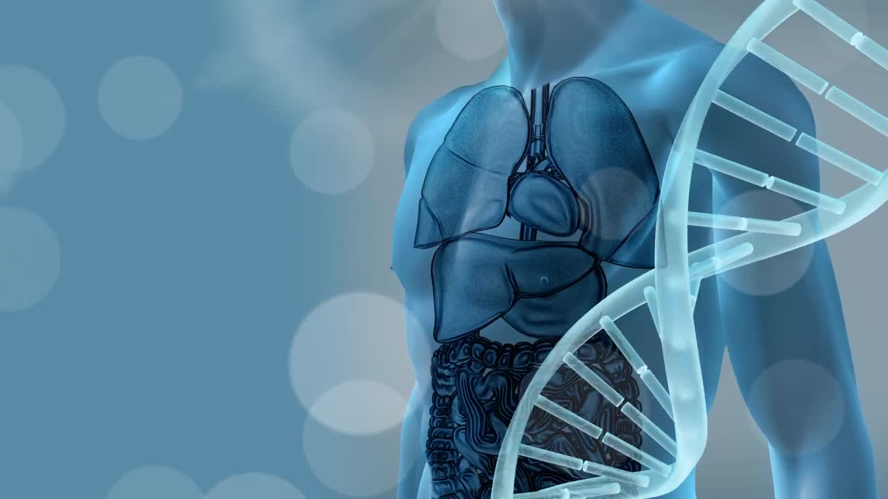 animación de la cadena de adn girando sobre el modelo del cuerpo humano