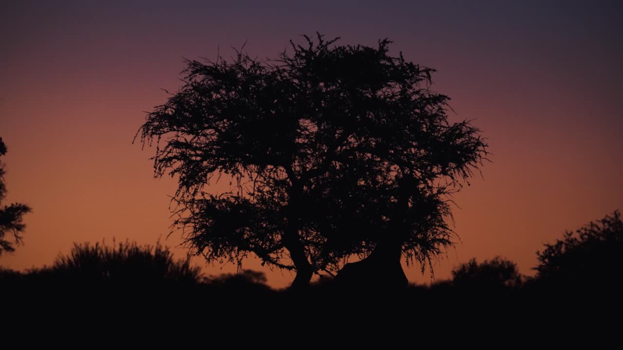 Giraffe silhouette feeding from tree at golden hour in Etosha National Park, Namibia. Warm orange light fades into night, capturing the beauty of African wildlife.