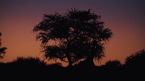 giraffe silhouette feeding from tree at golden hour in etosha national park, namibia. warm orange light fades into night, capturing the beauty of african wildlife.