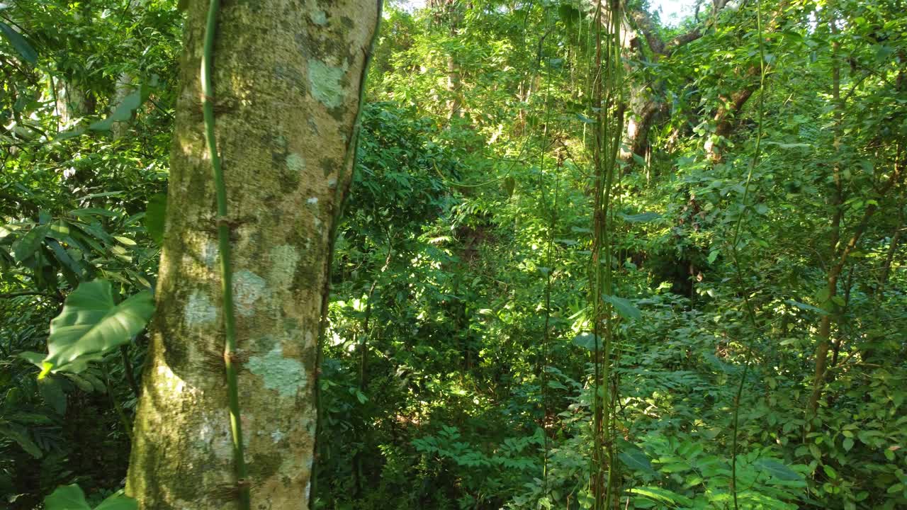 Going through the lush and dense jungle of the tropical forest in a National Park in Minca, Colombia in South America