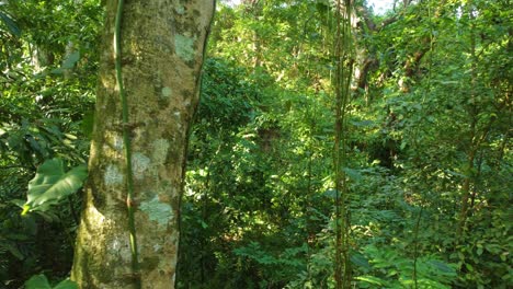 Going-through-the-lush-and-dense-jungle-of-the-tropical-forest-in-a-National-Park-in-Minca,-Colombia-in-South-America