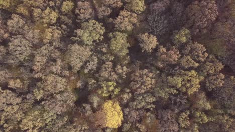 taking off from top of autumn forest.