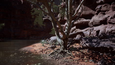 Rocks-of-Colorado-river-with-trees