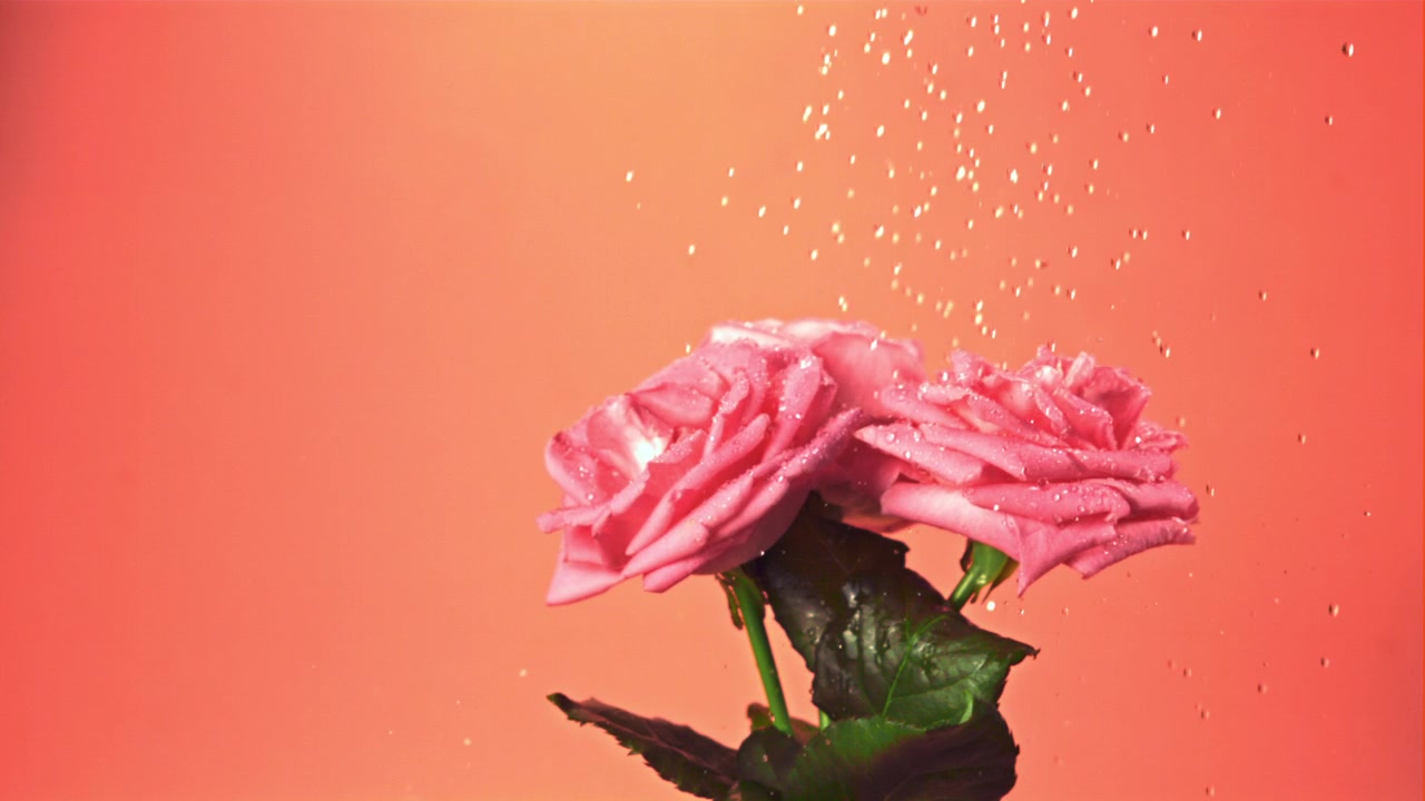 Due rose rosa sommerse nell'acqua con bolle