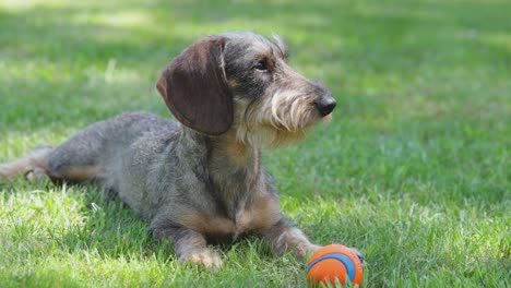 Joven-Dash-Hund-De-Pelo-Duro-Acostado,-Escuchando-Y-Jugando-Con-Una-Pelota