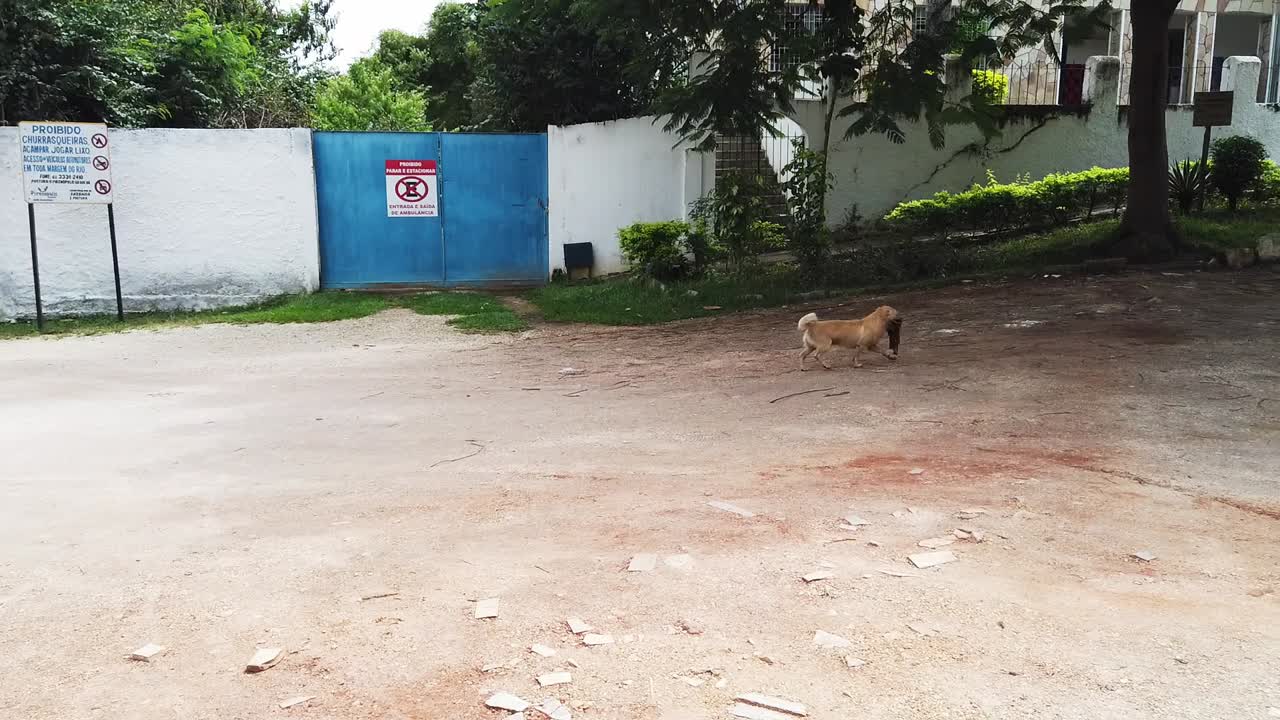 video de un perro callejero corriendo por la calle con algo en la boca