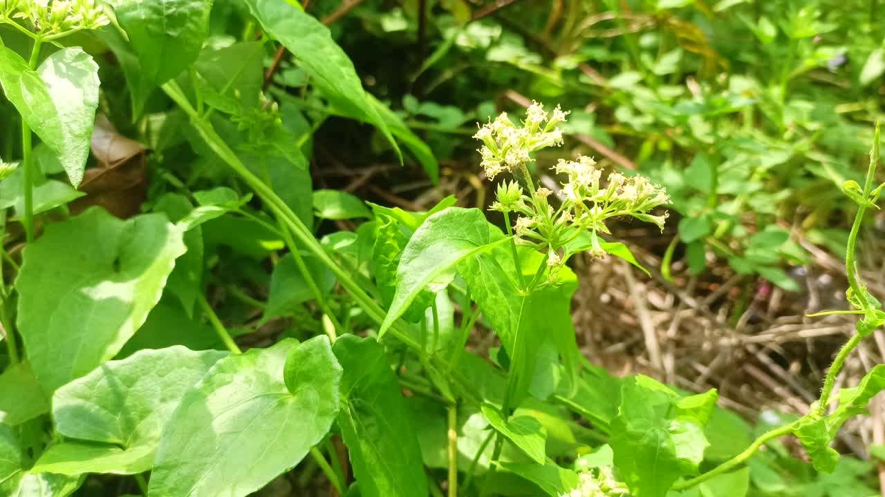 녹색 포도나무의 근접