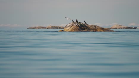 black cormorants and seagulls perched on the small rocky island covered with weeds and kelp