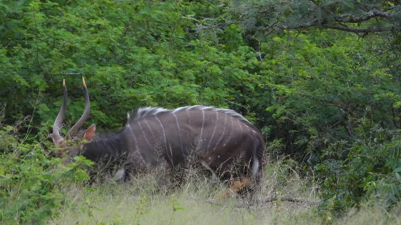 Male Nyala Walks And Grazes On Green Grass In Dense Bushland At Kruger National Park, South Africa. tracking shot