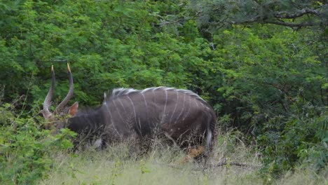 male nyala walks and grazes on green grass in dense bushland at kruger national park, south africa. tracking shot