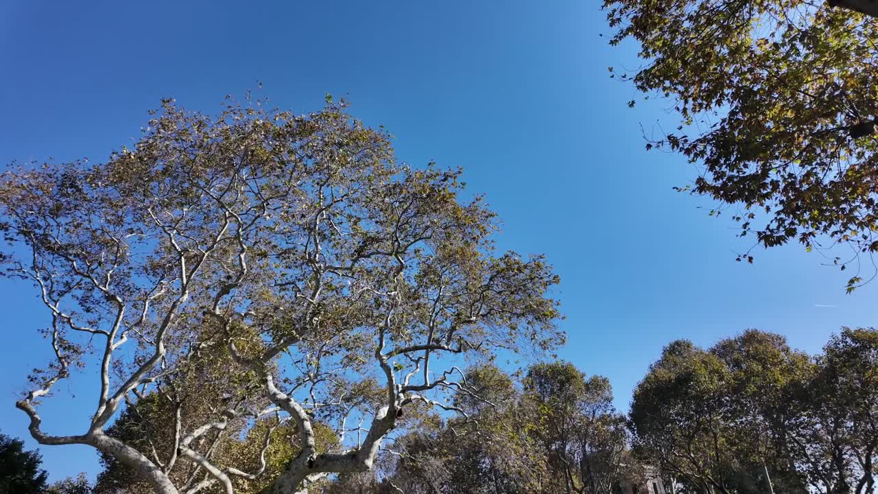 Alberi contro un cielo blu