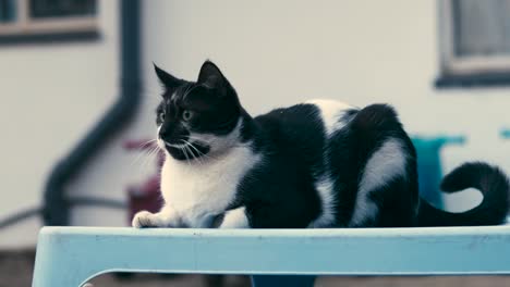 Wachsame-Katze-Sitzt-Draußen-Auf-Einem-Blauen-Tisch