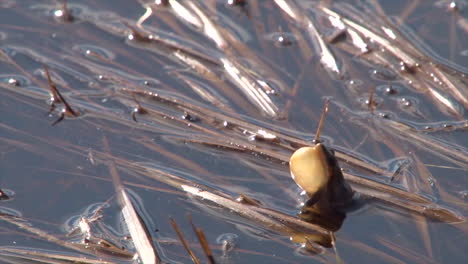 Ein-Borealer-Chorfrosch-Ruft-Aus-Einem-Teich-Im-Yellowstone-Nationalpark-1