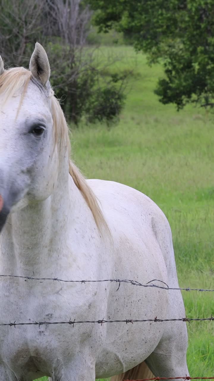 белая лошадь движется рядом с забором в поле.