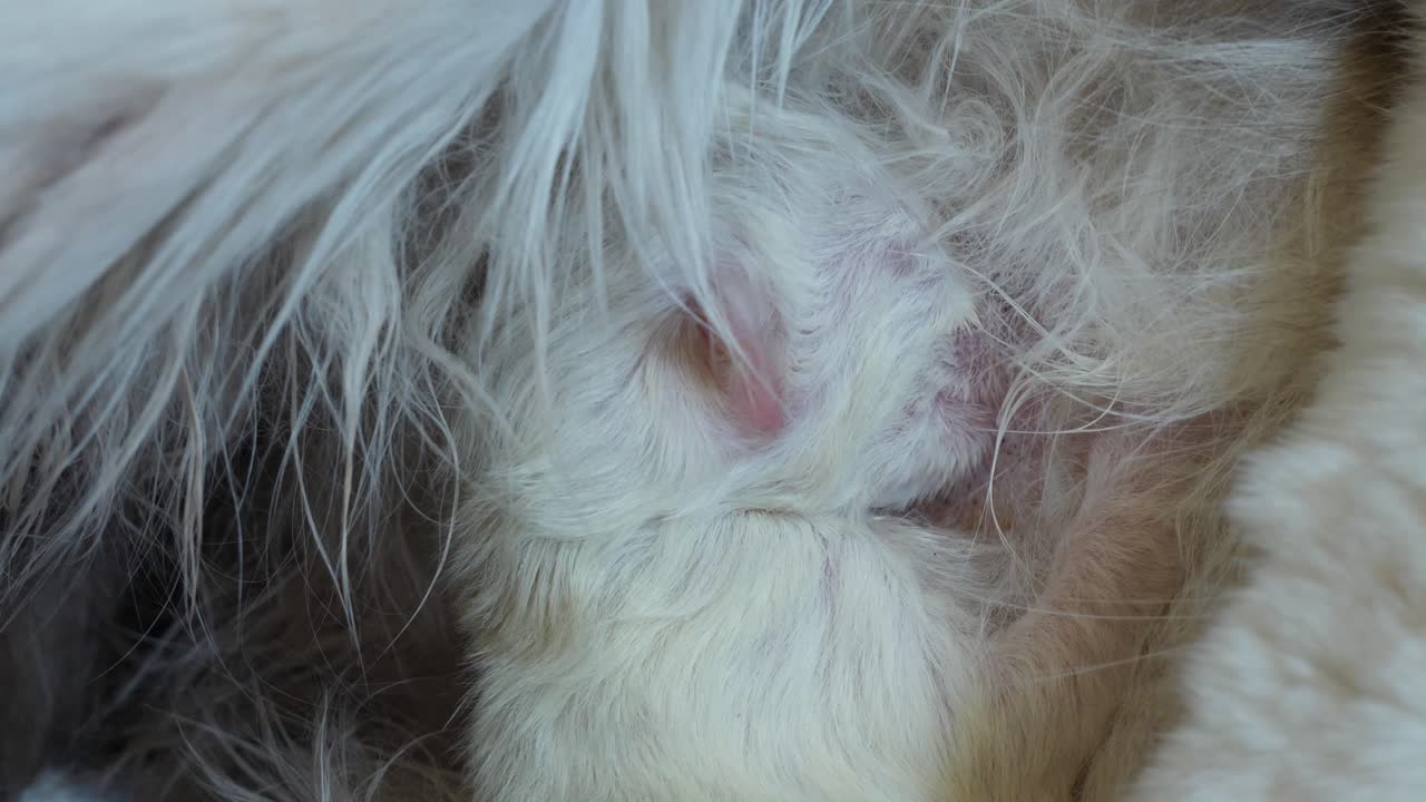 ⁇ 주린 새로 태어난 새끼 고양이가 모유를 집중적으로  ⁇ 고 있습니다.