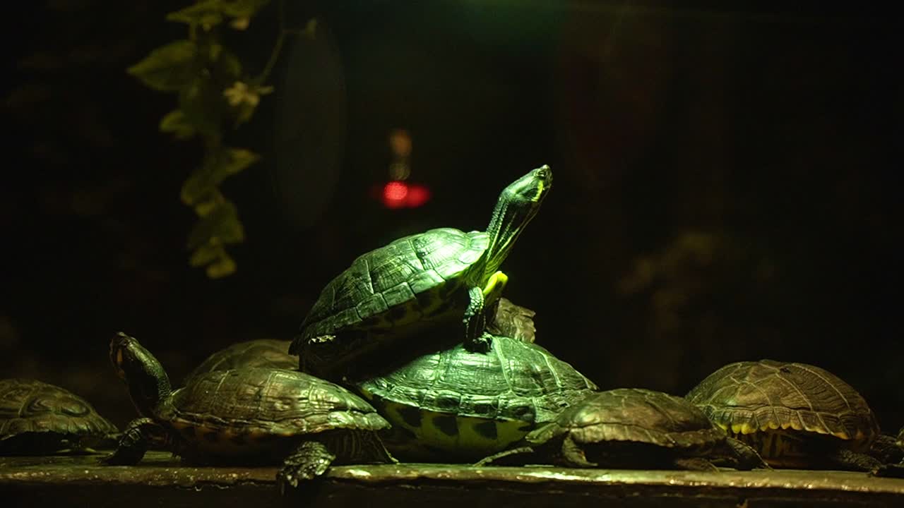 китайская полосатая черепаха, стоящая на группе черепах в крытом парке рептилий