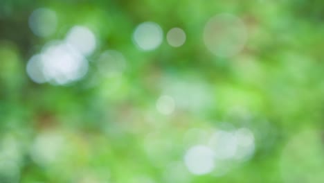 fondo de resorte abstracto con bokeh