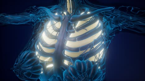 Human-Body-with-Visible-Lungs