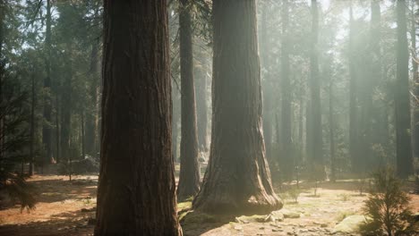 Sonnenuntergang-Am-Giant-Forest,-Sequoia-Nationalpark,-Kalifornien