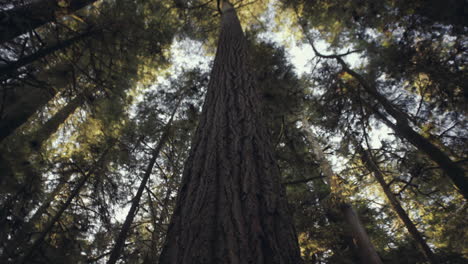 wide angle rotation shot of big tree trunk surrounded by treetop branches in ancient cathedral grove forest