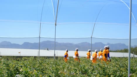 Trabajadores-Caminando-En-Una-Granja-De-Arándanos-4k