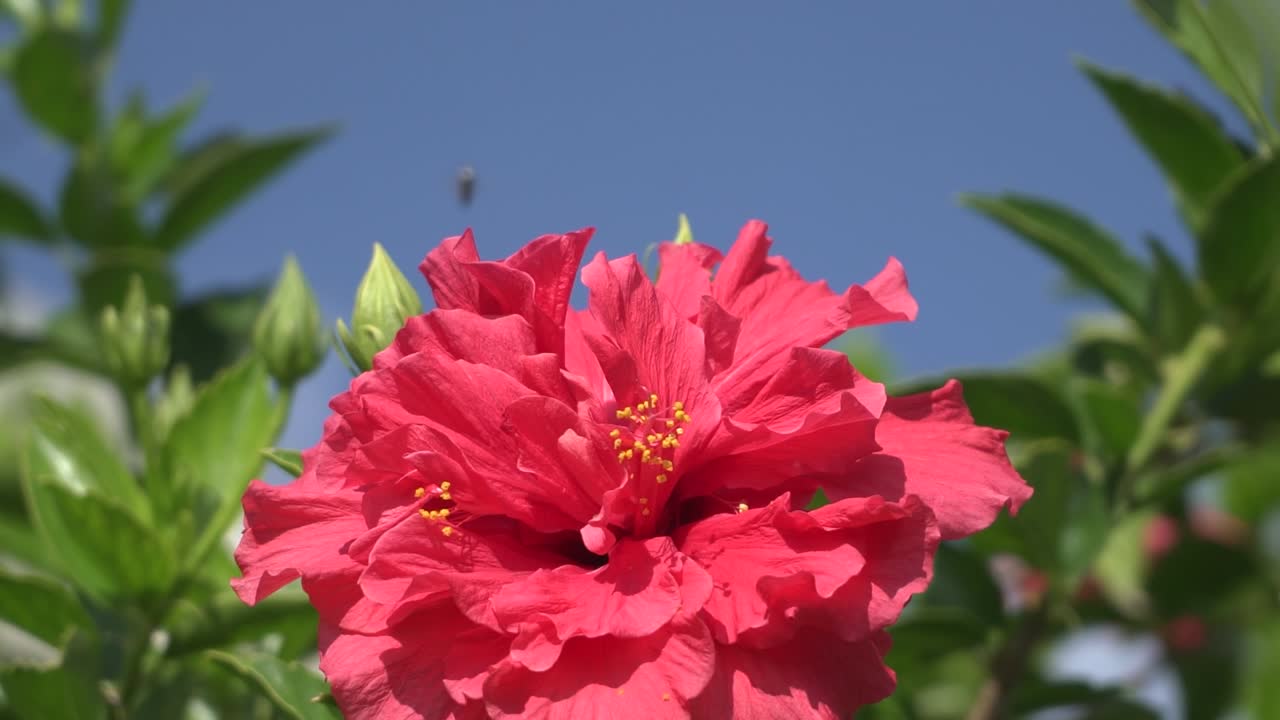 imágenes en primer plano de una planta de hibisco rosa balanceándose en la brisa