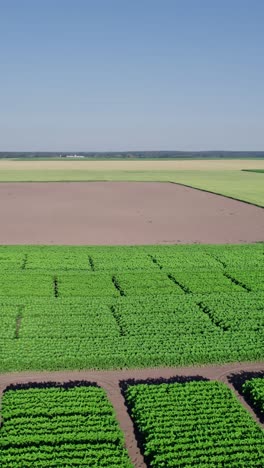 cámara drone sobre el campo de maíz verde