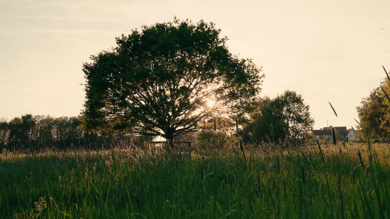 Serene wide shot of a lone tree in the English countryside silhouetted against a golden sunset. Grassy foreground and soft lighting create a tranquil rural scene with no people visible